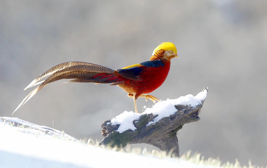 河南三门峡甘山：红腹锦鸡踏雪起舞