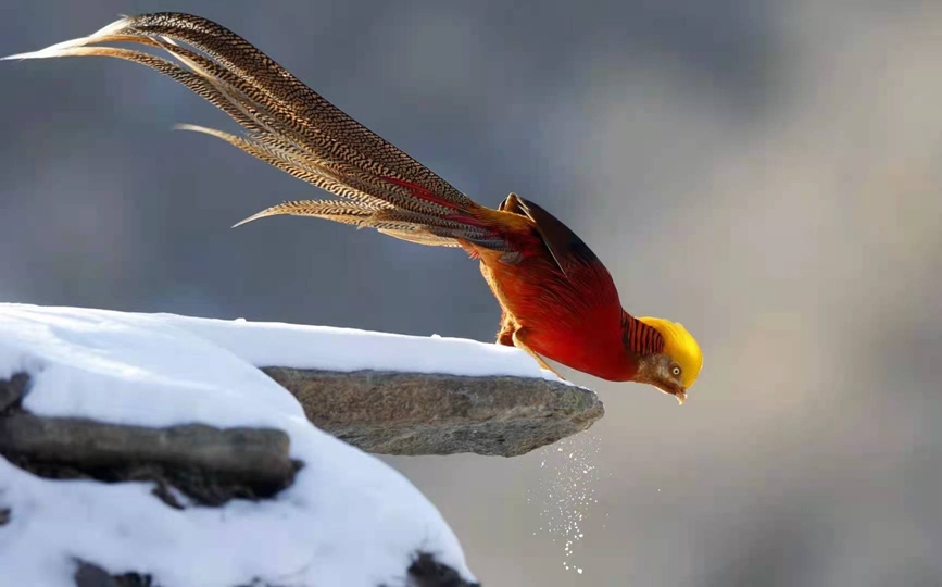 河南三门峡甘山：红腹锦鸡踏雪起舞