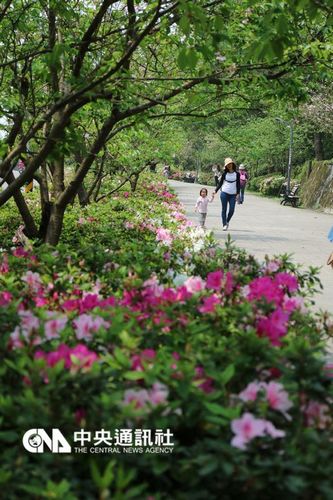 春天迟到 台北市杜鹃花终于开了