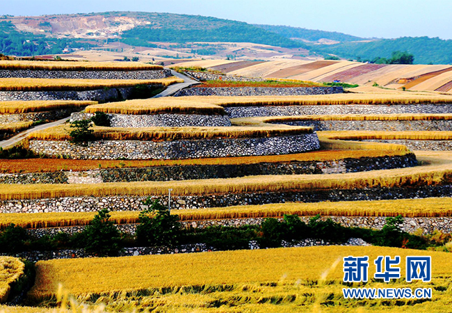 初夏十堰 金色麦浪惹人醉