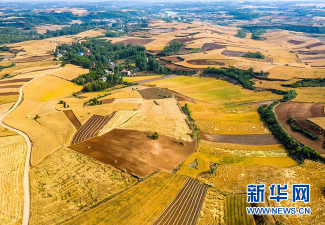 初夏十堰 金色麦浪惹人醉