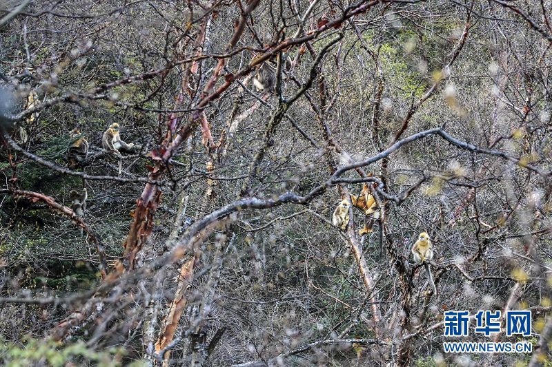 群山绵延 走进“华中秘境”小神农架