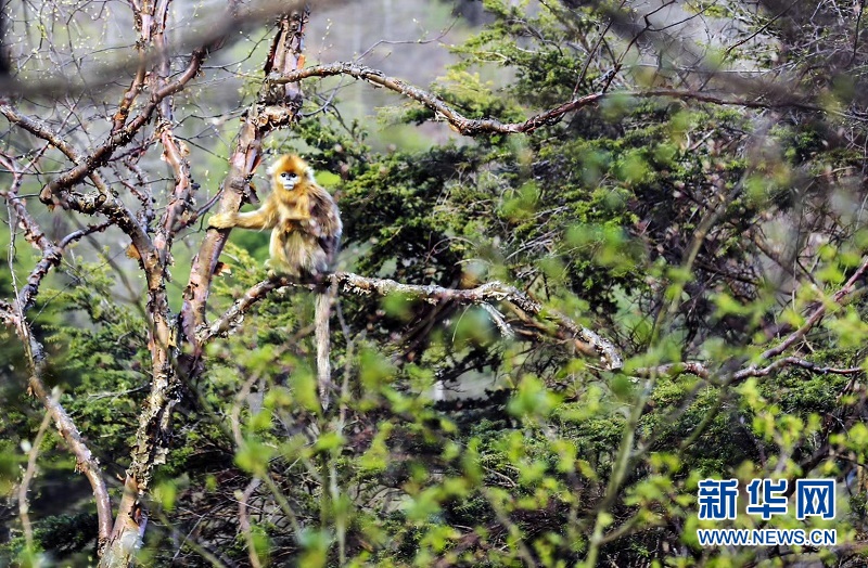 群山绵延 走进“华中秘境”小神农架