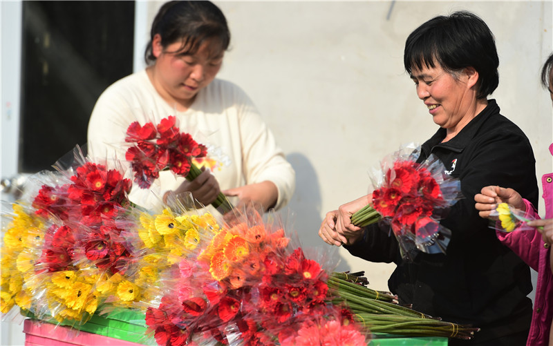 河北献县：冬日大棚鲜花开