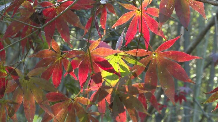 淮安盱眙铁山寺：橙黄橘绿染铁山