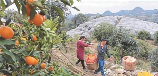 阳朔金桔 香飘万里