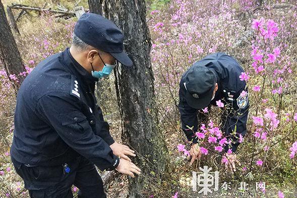 大兴安岭图强警方在林区巡护时意外发现野生飞龙巢穴