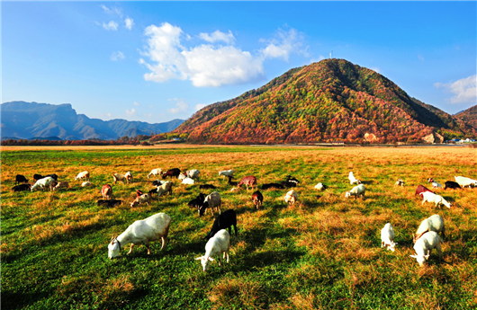 【急稿】【湖北】【供稿】湖北神农架景区2019旅游推介会在宁夏银川举行