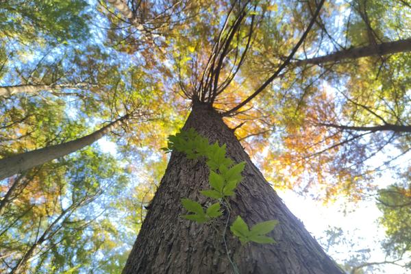 信阳鸡公山脚下 初冬的这个公园五彩斑斓