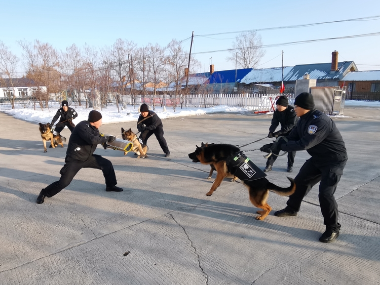 “公务汪”出击 酷图带你看警犬复训现场_fororder_微信图片_20211118165202