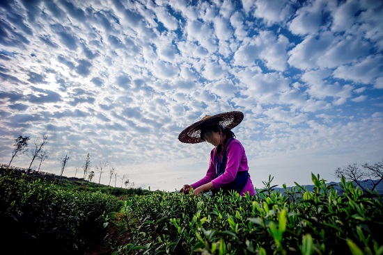 （黔茶贵水）一场论坛，一封贺信，引爆茶界： 世界茶的源头在贵州！