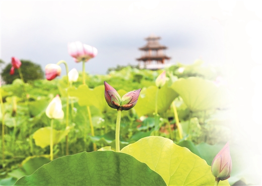 贵港：百里荷城百里塘 适逢盛夏吐芬芳