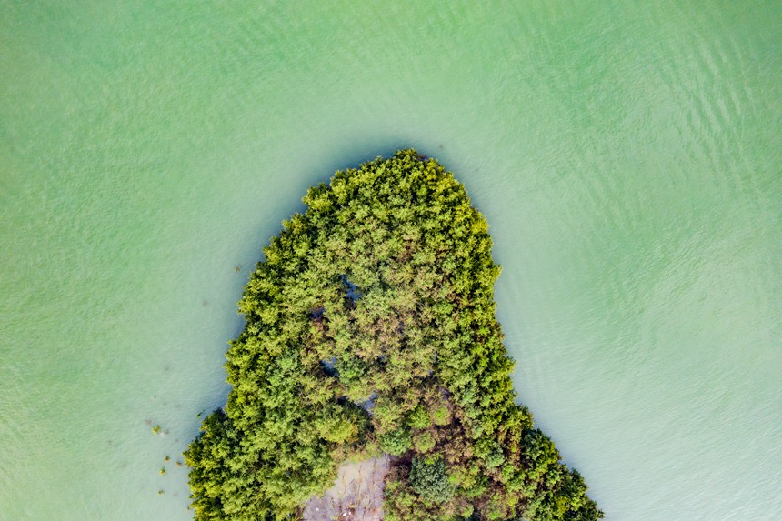 【城市远洋带图】万州：三峡库区消落带“水中森林”扮靓江岸