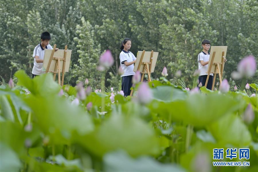 河北威县：夏荷飘香入画来