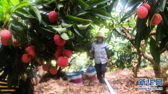 广西钦州：荔枝种植 助力脱贫