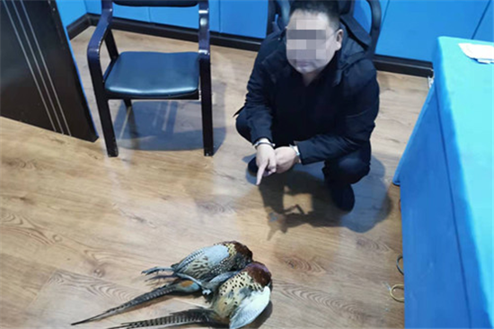 3人非法狩猎野鸡 鞍山岫岩警方迅速出动拦截_fororder_非法狩猎的野鸡 供图 岫岩公安局