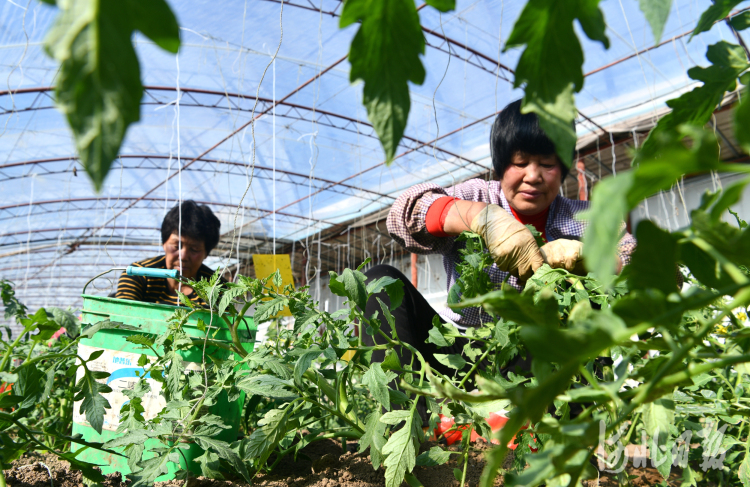 河北：小雪时节农事忙