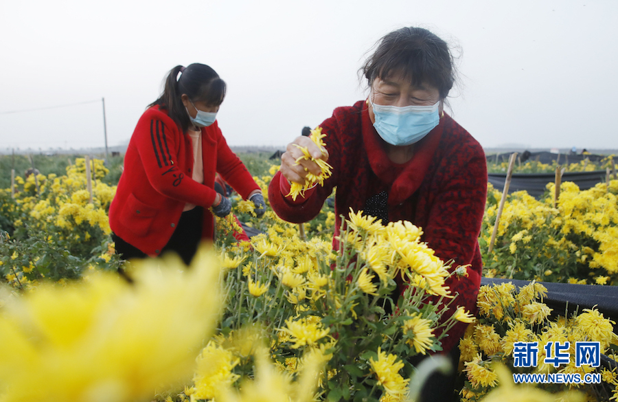 开封尉氏：菊花飘香致富路