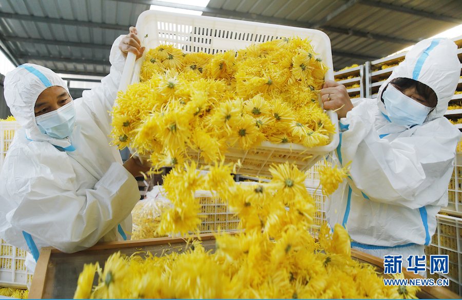 开封尉氏：菊花飘香致富路