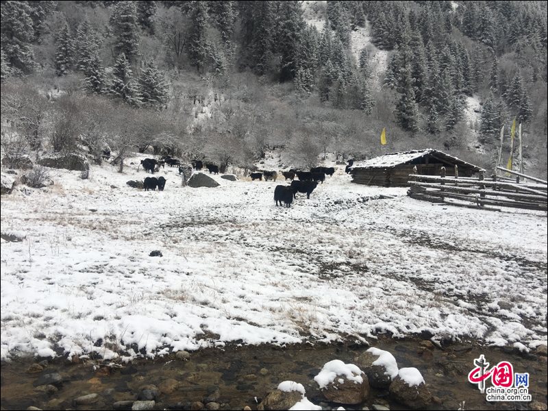 大雪装扮的初冬 达古冰山开启冰雪童话世界