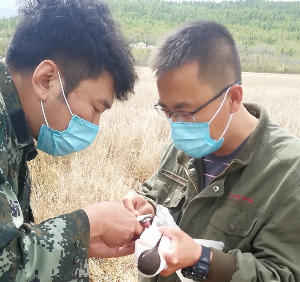 南瓮河国家级自然保护区首次发现红嘴鸥