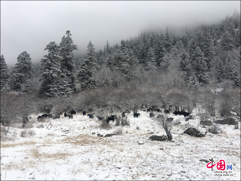 大雪装扮的初冬 达古冰山开启冰雪童话世界