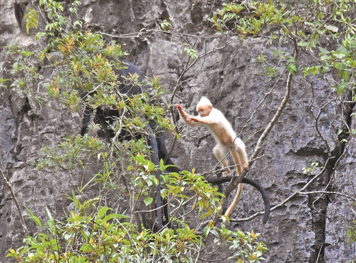 广西再现白化黑叶猴