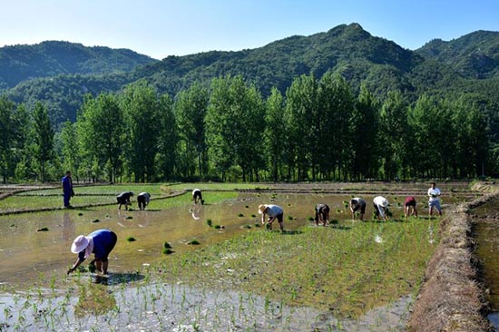 【B 有修改】平顶山市鲁山县：传统耕作方式走出脱贫致富新门路