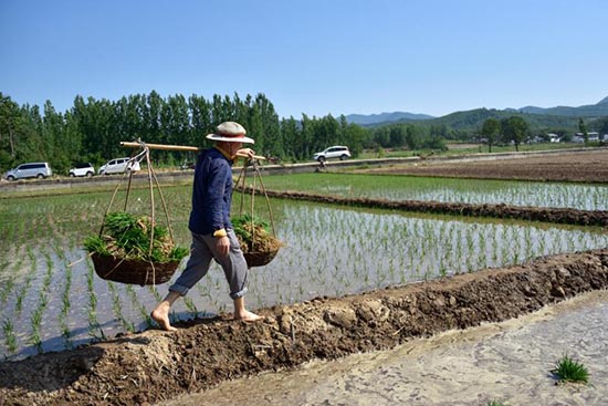 【B 有修改】平顶山市鲁山县：传统耕作方式走出脱贫致富新门路