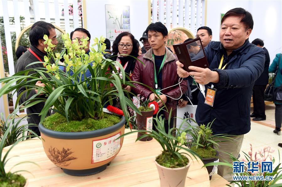 第五届中国兰花大会在福建连城开幕