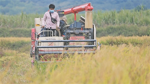 广西上思：香糯稻香飘 农民笑声扬