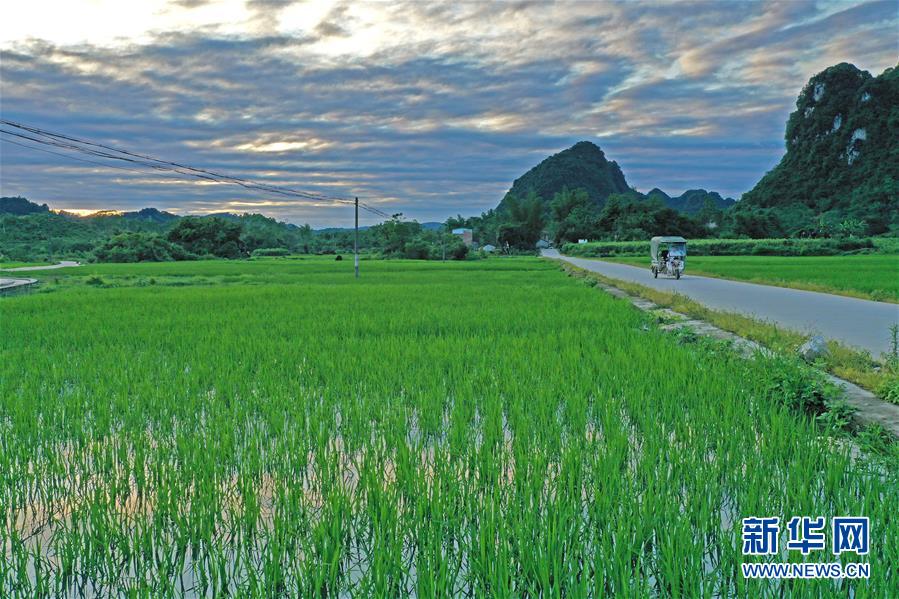 广西环江：夏日田园美