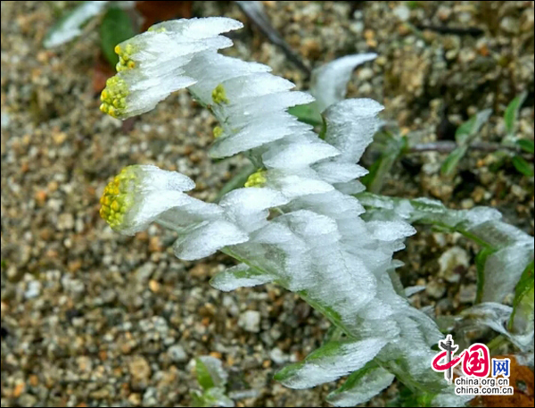 湖南南山国家公园迎今冬首场雾凇 景色如画