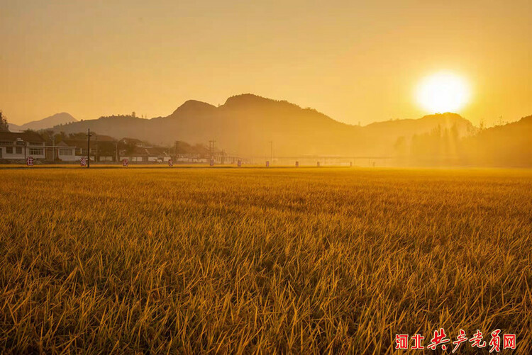 迁安楼子山村：稻谷飘香美如画