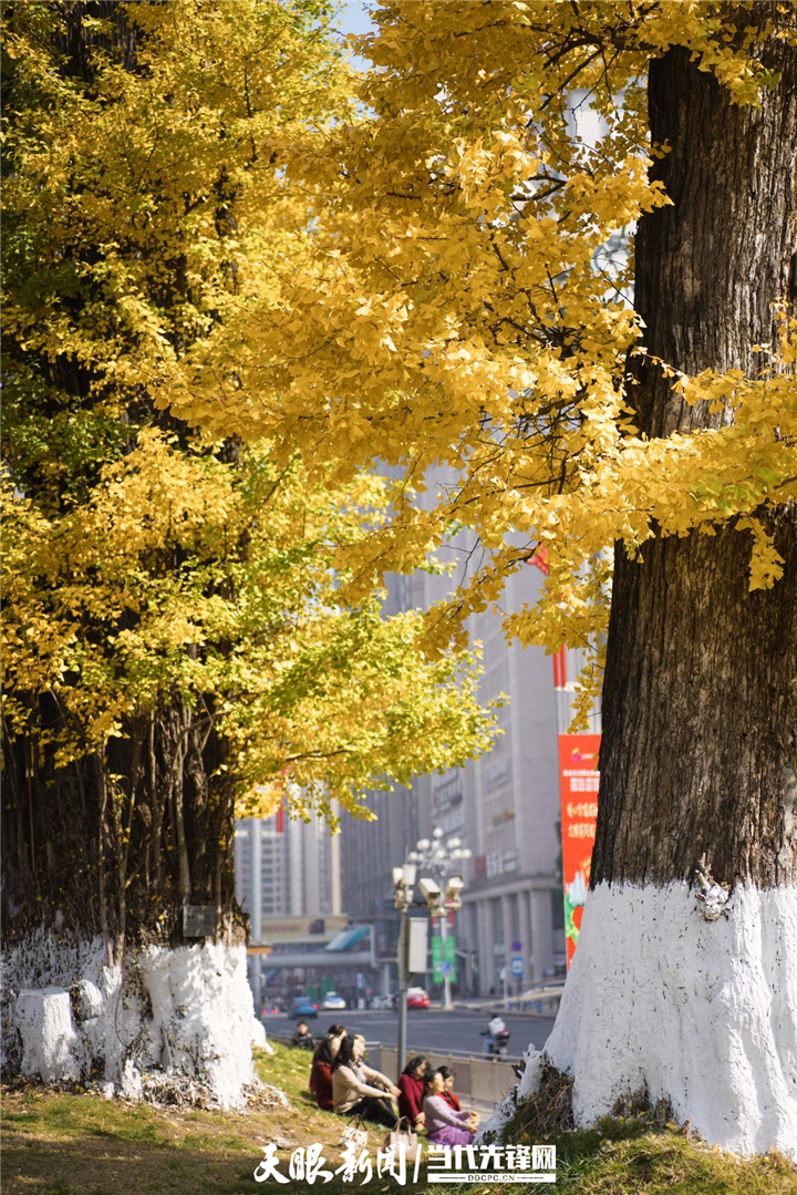 贵阳花果园：冬日暖阳银杏美