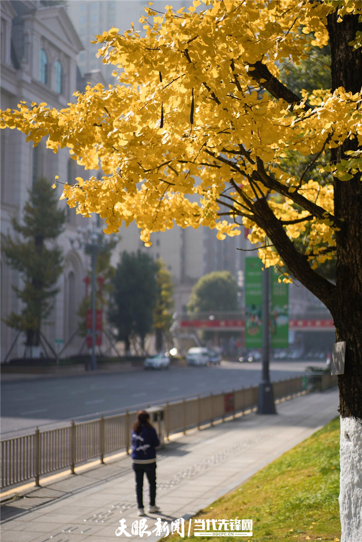 贵阳花果园：冬日暖阳银杏美