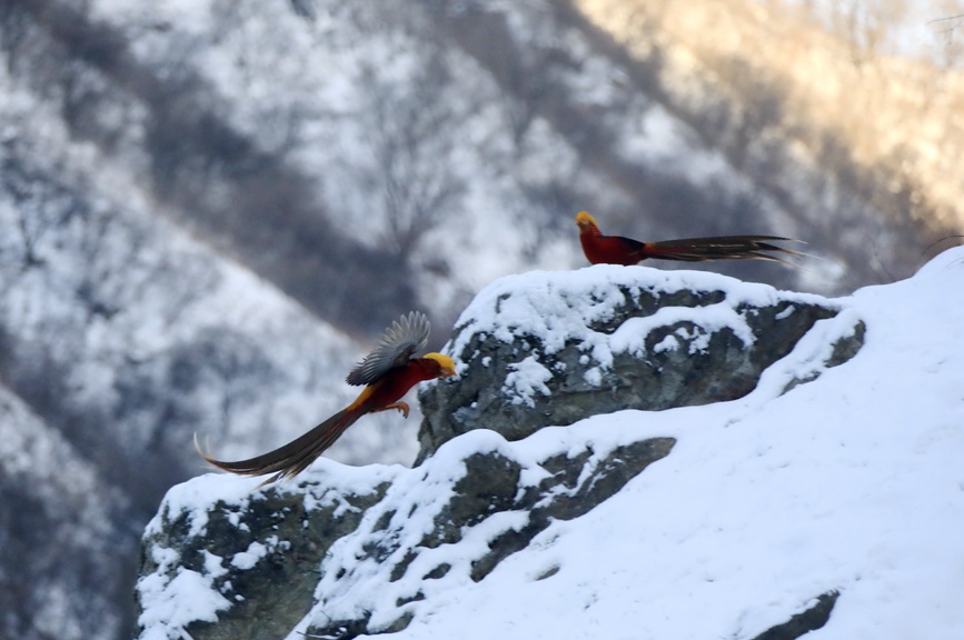 河南三门峡甘山：红腹锦鸡踏雪起舞