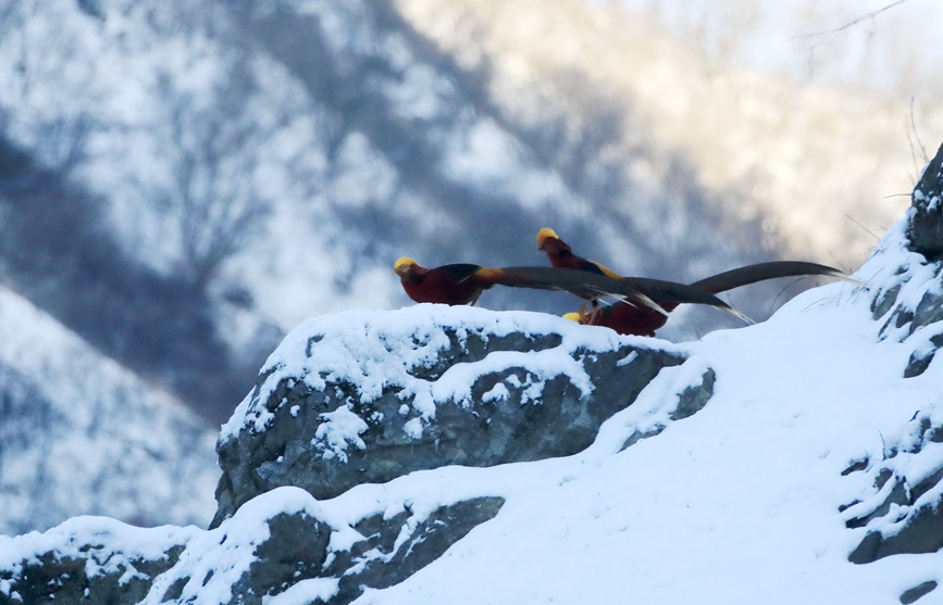 河南三门峡甘山：红腹锦鸡踏雪起舞