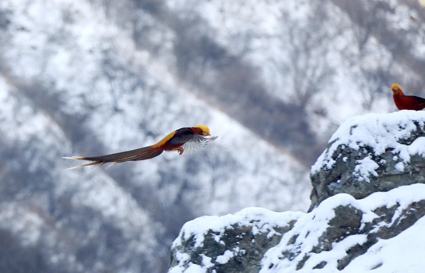 河南三门峡甘山：红腹锦鸡踏雪起舞