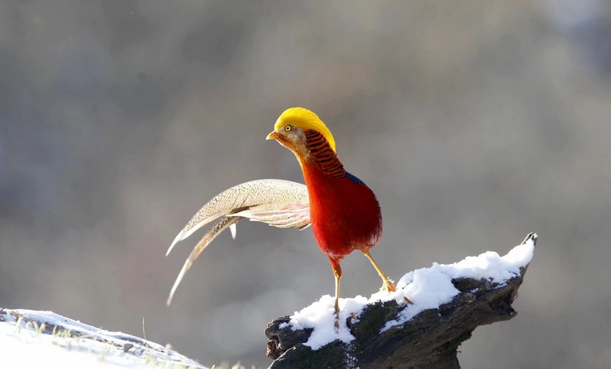 河南三门峡甘山：红腹锦鸡踏雪起舞