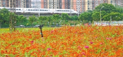 闲置空地变“花海田园” 铁路沿线10万余亩鲜花绽放