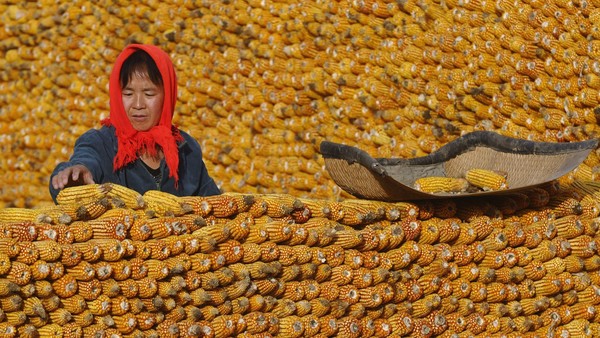 英媒：中国停止玉米补贴政策 或转向出口削减库存