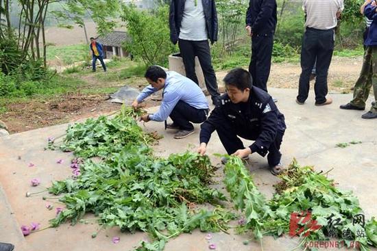 村民种植300多棵罂粟：以为是味道好的蔬菜