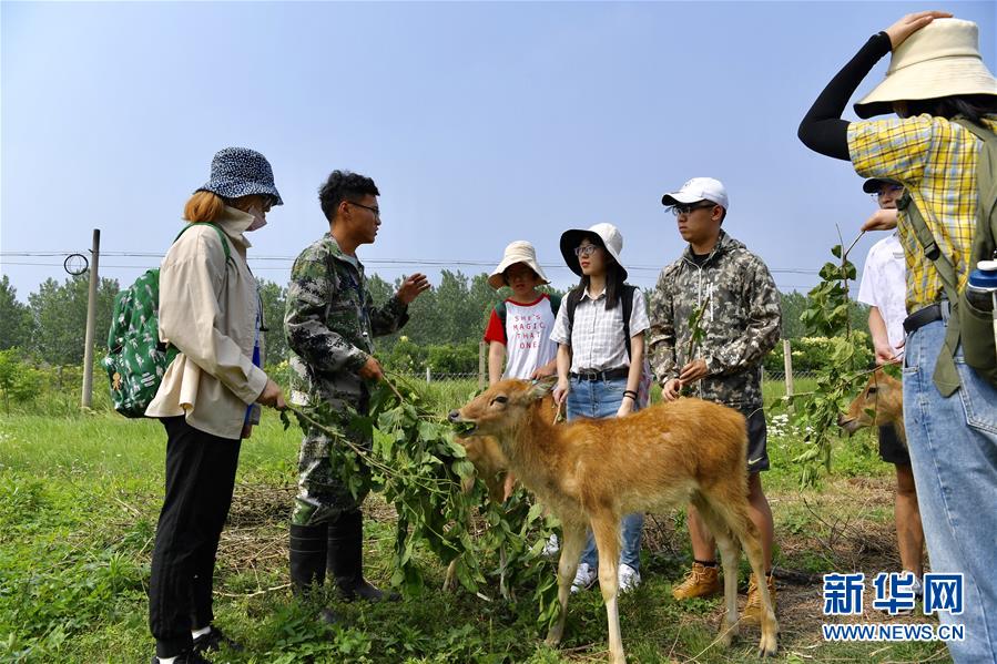 江苏大丰麋鹿种群总数已超5000头