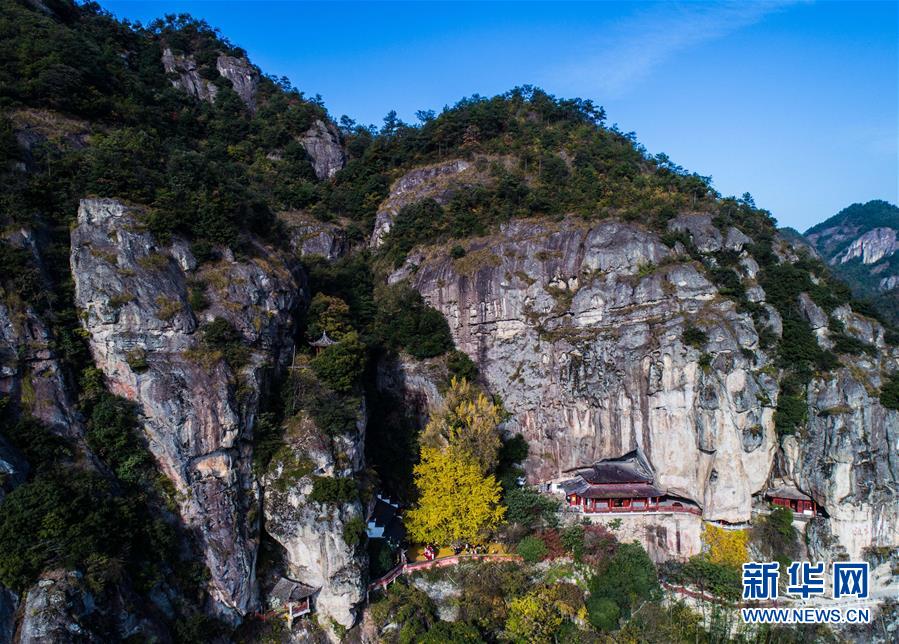 浙江建德：山乡古树“黄金雨”