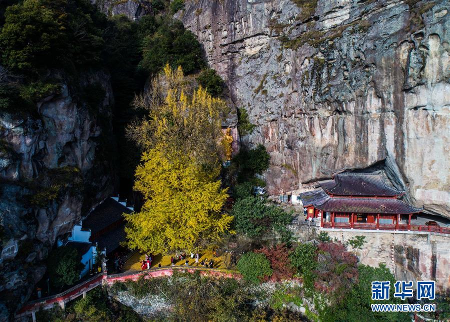 浙江建德：山乡古树“黄金雨”