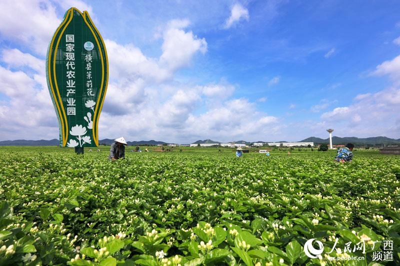 茉莉花都香飘世界 ——横县好一朵茉莉花绘出新发展崭新画卷