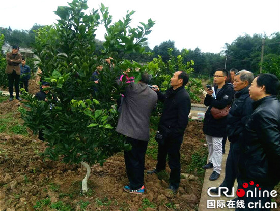 已过审【区县联动】【綦江】綦江区永城镇:果树技术培训助乡村振兴