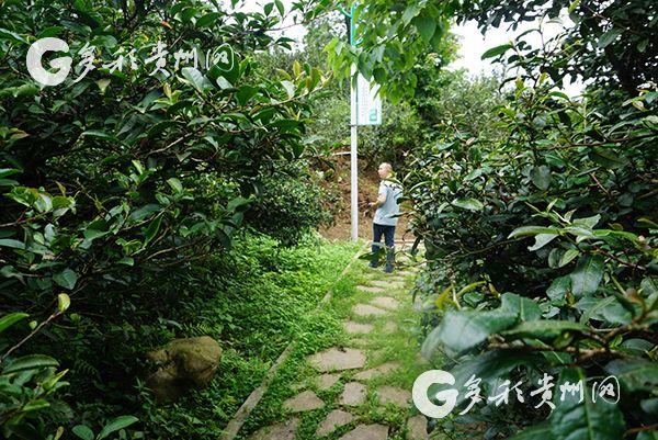 （旅游）访花溪久安古茶园：在溪山好处 兴来欲试一瓯茶