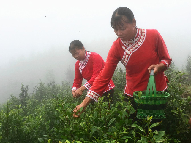 广西田林：小茶叶扶贫有大作为